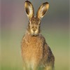 Brown Hare (Lepus capensis) portrait of adult in grass field in early morning light. Scotland.